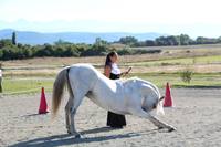 CENTRE EQUESTRE / PONEY CLUB / PENSION / COMPETITION / RANDONNEES